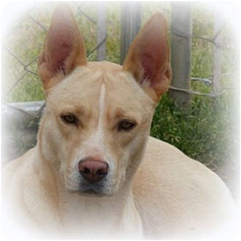 Buffy | Adopted Dog | Anderson, SC | Husky/Carolina Dog Mix