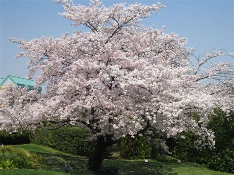 Prunus cerasus - Alchetron, The Free Social Encyclopedia