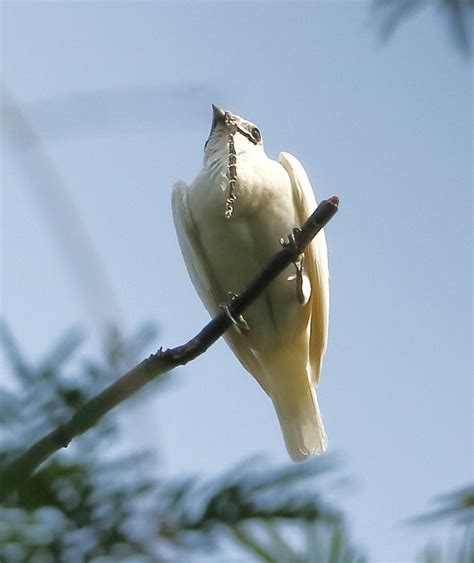 When the Bellbird Calls, You Know It - Scientific American