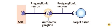 What is the Autonomic Nervous System? (Video)