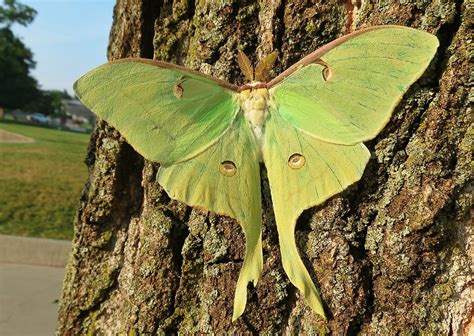 Luna Moth | The Animal Facts | Appearance, Diet, Habitat, Behavior