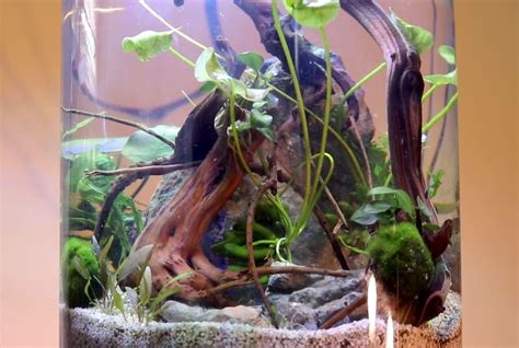 Nano Shrimp Tank Aquascape in a Jar (No Filter, No CO2)