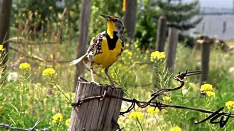 Western Meadowlark Facts | Anatomy, Diet, Habitat, Behavior - Animals Time