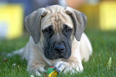 English Mastiff Puppies: The Gentle Giant - Furry Babies