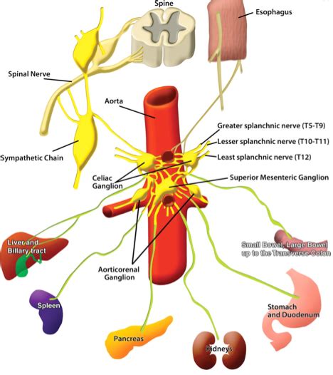 celiac plexus block - Preferredpaincenter