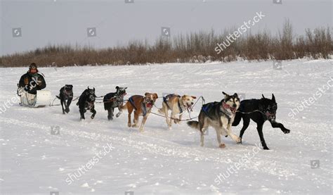 Inuit Dog Sled Dog Sledge Race Editorial Stock Photo - Stock Image ...