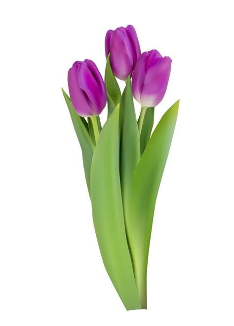 Tulip Flower Images With White Background | Best Flower Site