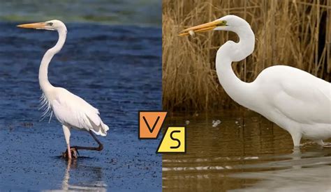 Great White Heron Vs Great Egret: Discover the Myths - Spark Lark