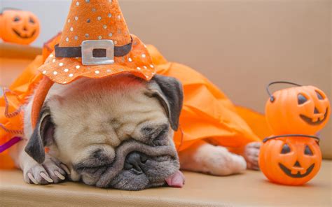 Halloween Puppies Wallpapers - Top Free Halloween Puppies Backgrounds ...