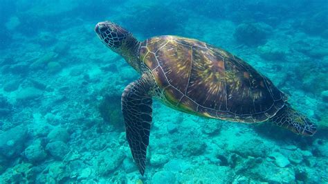 17 Great Olive Ridley Sea Turtle Facts - Facts.net