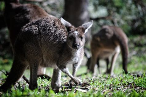 The First Koala Sanctuary in Queensland and the World: Lone Pine Koala ...