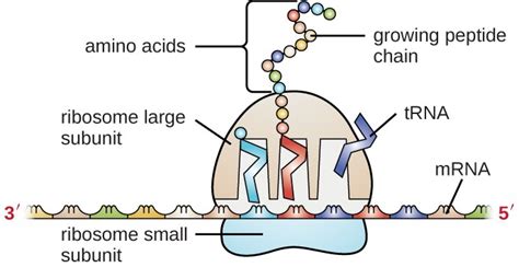 Structure and Function of RNA | Microbiology