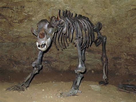 5 Prehistoric Bear Species That Dwarf Modern Bears | OutdoorHub