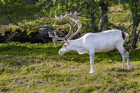 White reindeer of the Sami people along the road in Norway Stock Photo ...