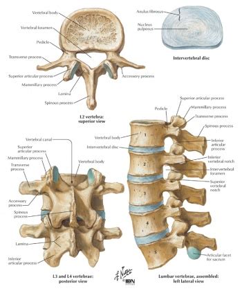 Lumbar Spine Anatomy