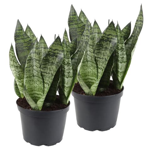 Costa Farms Live Indoor 12in. Tall Green Snake Plant, Indirect Sunlight ...