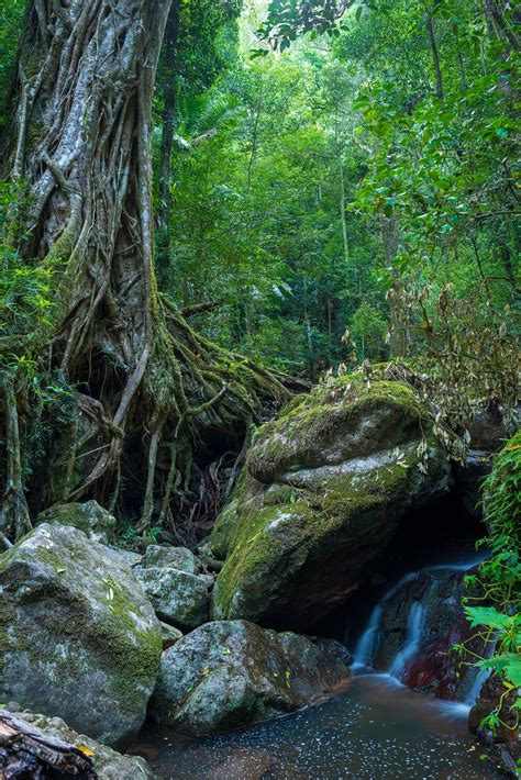 Destination of the day: Rainforest Scene, Springbrook National Park (OC ...