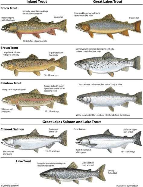 Types Of Trout Chart