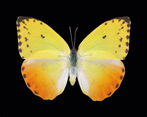 All new wallpaper : Yellow butterfly wallpaper