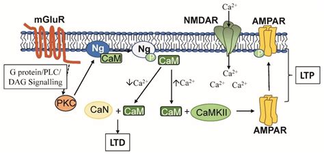 Calmodulin Binding Proteins and Alzheimer’s Disease: Biomarkers ...