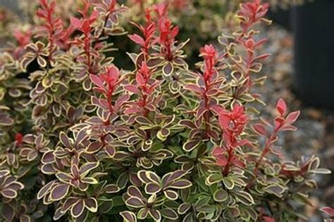 Berberis thunbergii ' Admiration ' Dwarf Red Japanese Barberry - Kigi ...