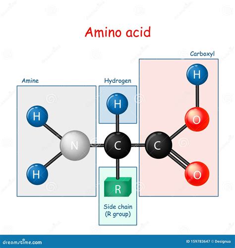 Model Of Amino Acid