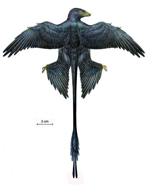 Microraptor, a 120 million year old four-winged dinosaur. Like a crow ...