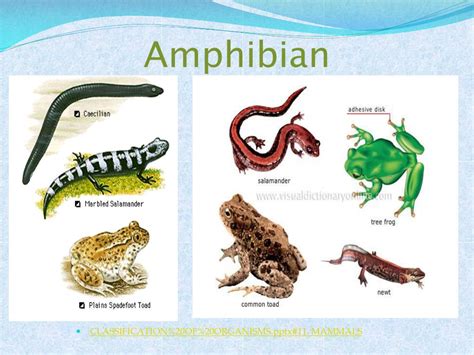 PPT - Vertebrates PowerPoint Presentation, free download - ID:4054036