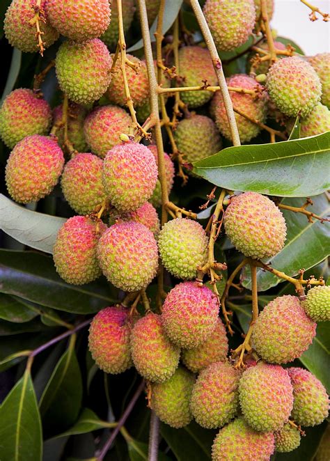 Lychee 'Mauritius' (Litchi chinensis) Banana Plants, Fruit Plants ...