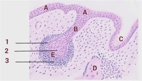 tooth development histology quiz