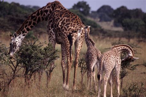 Mammals Feeding Young - Pets Lovers