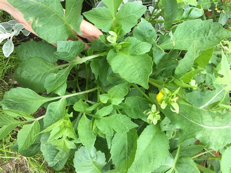 Plants identification: weed or perennial? — BBC Gardeners' World Magazine