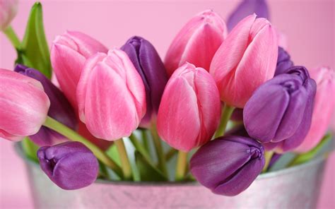 Pink and purple tulips flowers Wallpaper | 1680x1050 resolution ...