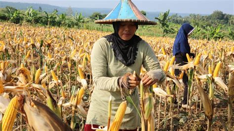 Masa Panen, Harga Jagung Meningkat Tembus Rp 6.000 per Kilogram ...