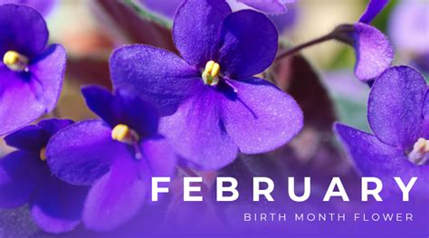 February Birth Flower: Violet