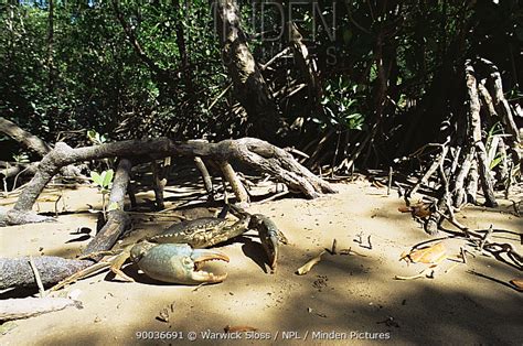 Giant Mud Crab stock photo - Minden Pictures