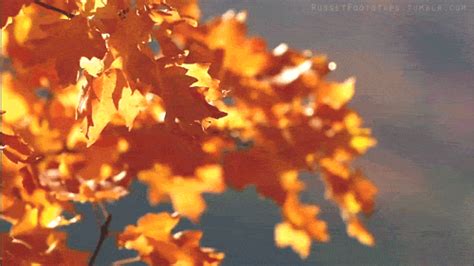 Fall Autumn GIF - Find & Share on GIPHY