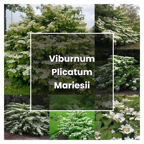 How to Grow Viburnum Plicatum Mariesii - Plant Care & Tips ...