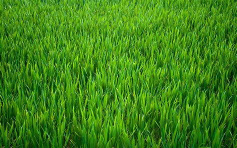 🔥 [47+] Grass Wallpapers Images | WallpaperSafari