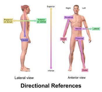 Anterior Vs Posterior Anatomy - Anatomical Charts & Posters