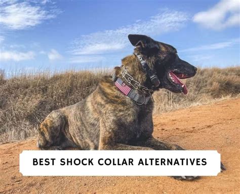 The 5 Best Shock Collar Alternatives! (2023)