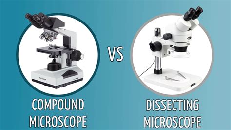 Compound Light Microscope Magnification Range | Shelly Lighting