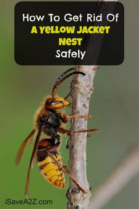 How To Get Rid Of A Yellow Jacket Nest Safely - iSaveA2Z.com