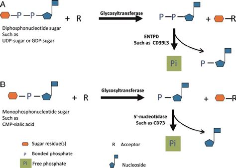 Phosphatase-coupled glycosyltransferase assay. This strategy can be ...