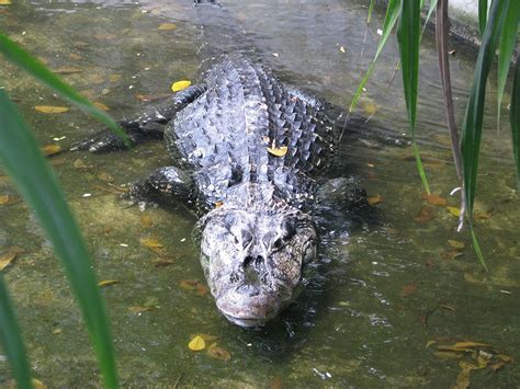 Amazon Caiman Facts - Rainforest Cruises