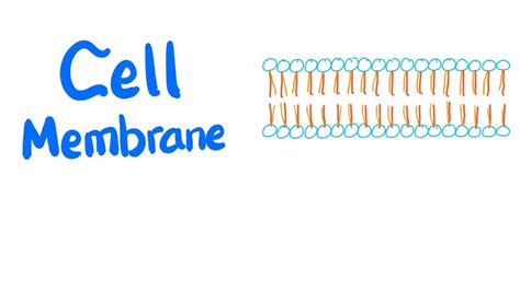 Lipid Bilayer Of Cell Membrane