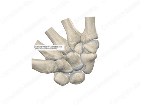 Articular Area of Capitate Bone | Complete Anatomy