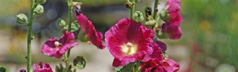 Best Time to Plant Hollyhock Seeds :: Melinda Myers