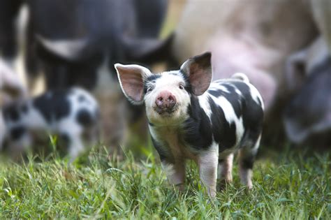 How to Choose Pig Breeds For Your Farm