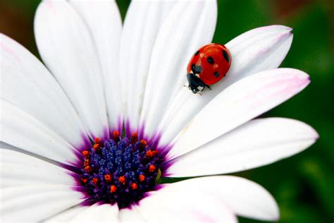 Ladybug | Ladybug on a Daisy. Photography by www.majipineapp… | Flickr